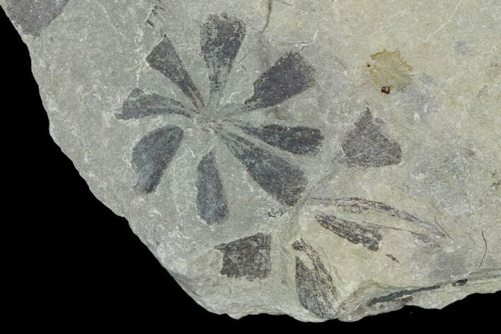 Pennsylvanian Fossil Horsetail (Annularia) - Kentucky #123533